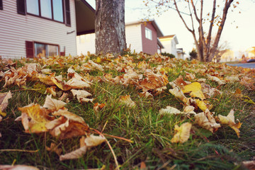 Sidewalk with leaves