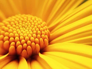 Acrylic prints Macro photography macro shot of maxican sunflower 