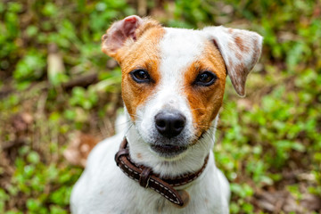 Cute Small Dog Jack Russell Terrier