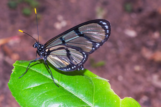 Black Transandina Cattle Heart Butterfly