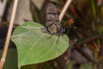 Obraz premium Black Transandina Cattle Heart Butterfly