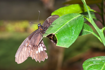 Close Up Of Black And Huge Butterfly