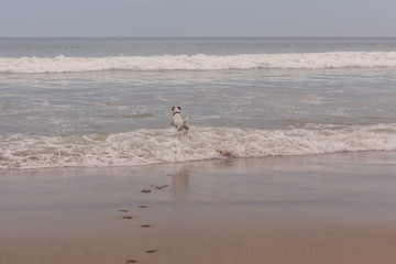 Jack Russell Terrier Playing