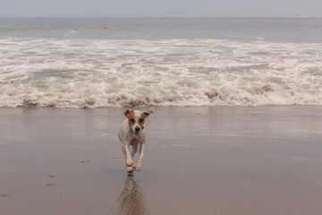 Jack Russell Terrier Running At Full Speed