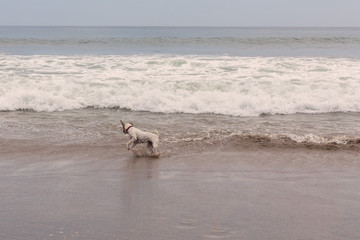 Parson Russell Terrier Jumping On The Waves