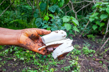 Siona Woman Holding A Vegetable Cassava