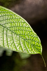 Amazon Plants, National Park Yasuni