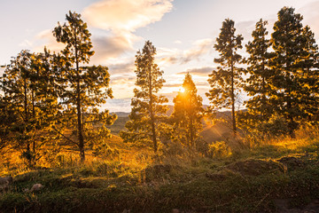 Sunrays Reflected Light Through The Trees