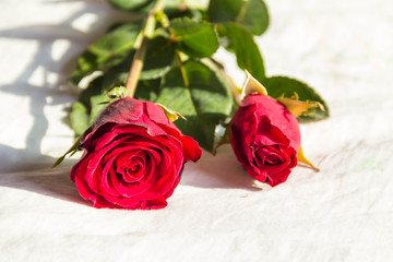 rose, red, roses, isolated, white, background, nature, flower, floral, day, blossom, beautiful, gift, single, beauty, closeup, holiday, plant, celebration, love, valentine, petal, bloom, green, leaf