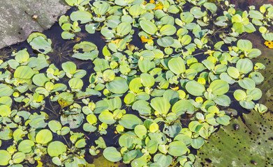 green leaf background