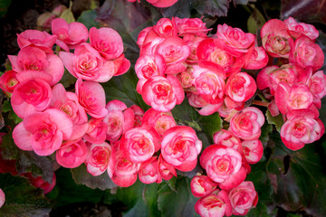 Small pink roses closeup in garden.