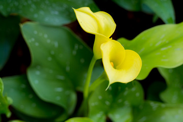 Obraz premium Yellow flowers in the garden.