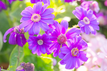Purple flowers in the garden.