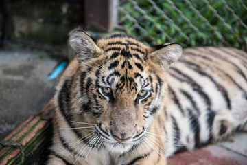 Fototapeta na wymiar Tiger Resting in Its Cage