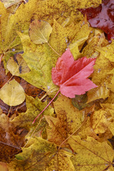 Autumn red leaf on stack of yellow leaves.