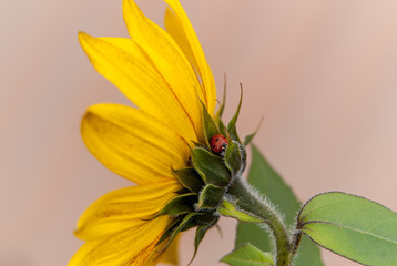 Glücksbringer - Marienkäfer auf einer Sonnenblume