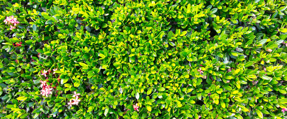 green leaf background