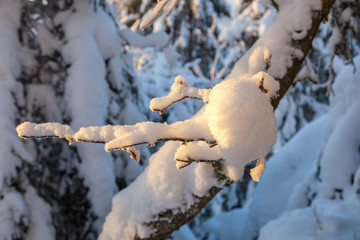 Tree branches with snow