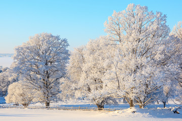 Oak tree in snowy landscape