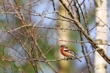 Chaffinch in spring