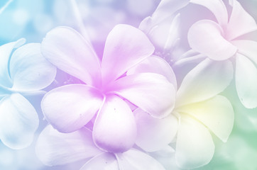 Closed-up of  frangipani flowers in pastel tone.
