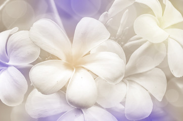 Fototapeta na wymiar Closed-up of frangipani flowers in pastel tone.