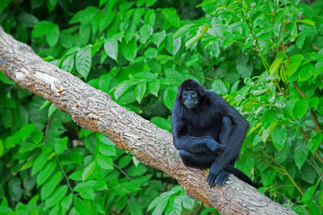 Wild Spider Monkey