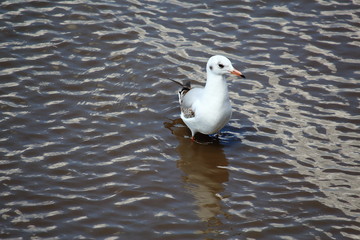 A Seagull On The Wetlands