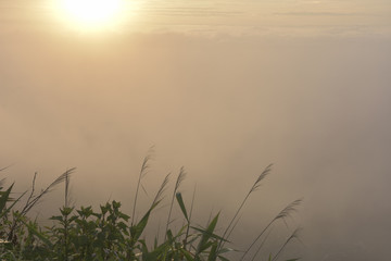 Obraz premium fog and sun . morning time