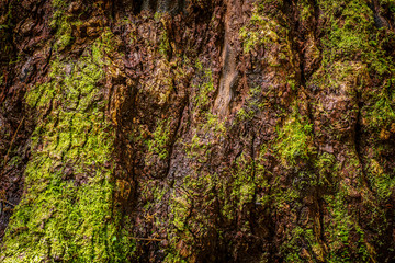 Moss on large tree bark background