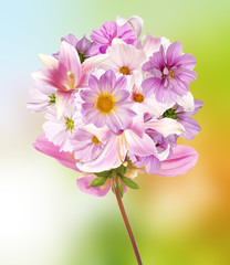 Assorted flower.Beautiful bouquet pink flowers.Lily,orchids,pink chamomile,