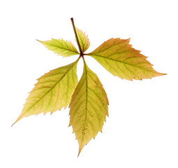 Autumn leaves isolated on white