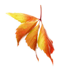 Beautiful autumn leaves isolated on white