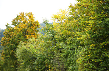 Obraz premium Autumn mountain forest