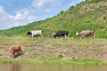 cows go to the river