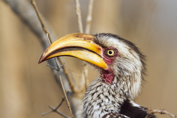 Southern yellow-billed hornbill in Kruger National park