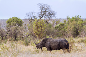 Southern white rhinoceros in Kruger National park
