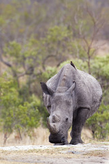 Obraz premium Southern white rhinoceros in Kruger National park