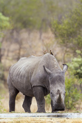 Obraz premium Southern white rhinoceros in Kruger National park