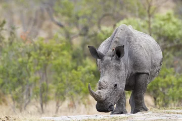 Crédence de cuisine en verre imprimé Rhinocéros Southern white rhinoceros in Kruger National park