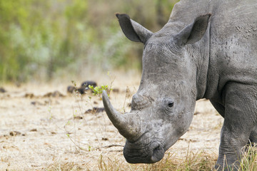 Southern white rhinoceros in Kruger National park