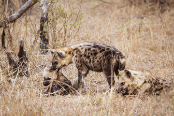 Spotted hyaena in Kruger National park