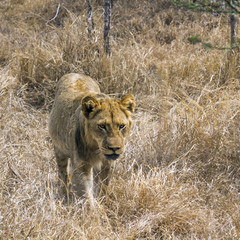 Lion in Kruger National park