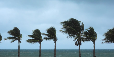 Palma podczas huraganu, Liść rozmycia powoduje wietrzny i ulewny deszcz - 95853062