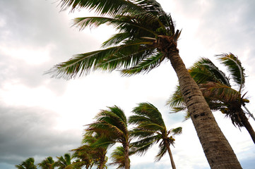 Fototapeta na wymiar Palm tree at the hurricane, Blur leaf cause windy and heavy rain