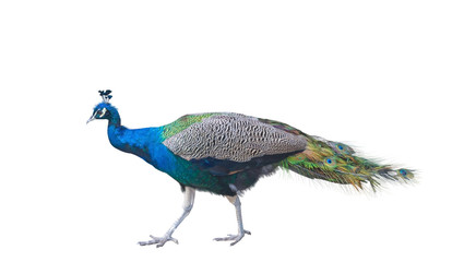 Naklejka premium The big peacock
