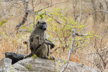 Chacma baboon in Kruger National park