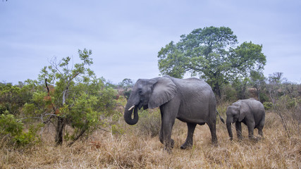 Fototapeta premium African bush elephant in Kruger National park