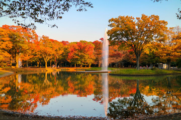 夕暮れと紅葉の暖かみのある色合い　代々木公園
