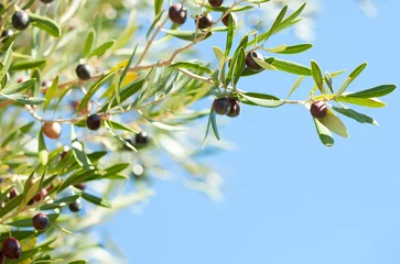 Foto auf Acrylglas Olivenbaum Olives on the tree against blue sky. Selective Focus.